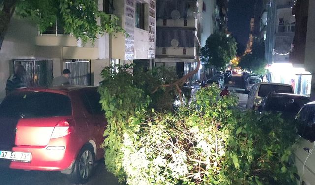 Manisa'da şiddetli yağış nedeniyle ağaçlar devrildi