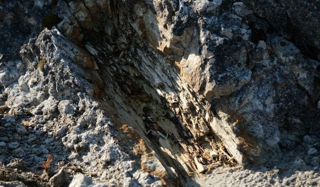 Osmancalı fosil ormanı tabiat anıtı olarak tescillendi