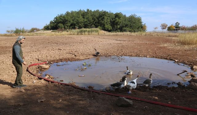 Spil Dağı'ndaki Sülüklü Göl de kurudu