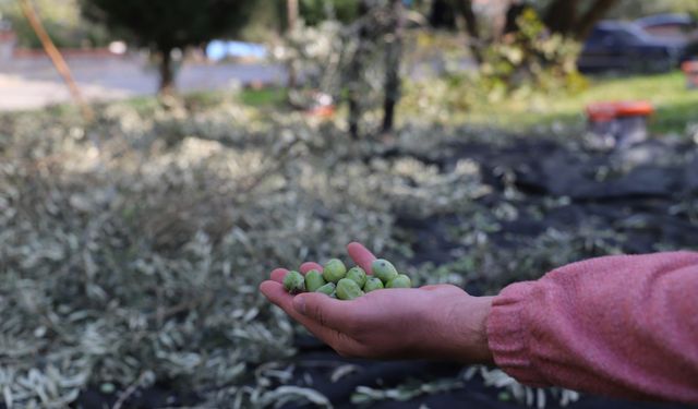 Turgutlu'da zeytinler ihtiyaç sahipleri için toplanıyor