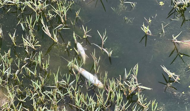 Uşak OSB'den bırakılan atıklar Gediz Nehri'nde kirlilik yaratıyor