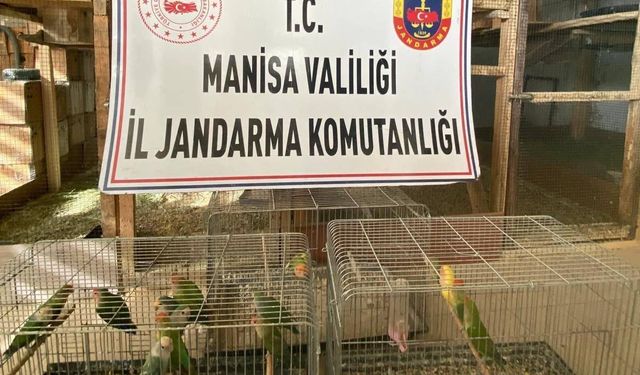 Manisa'da yasaklı türün satışını yapan şahsa rekor ceza