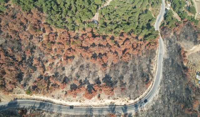 Manisa'daki yanan alanlarda ağaçlandırma seferberliği