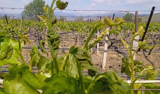 TBMM'den zirai dondan etkilenen üreticiler için adım