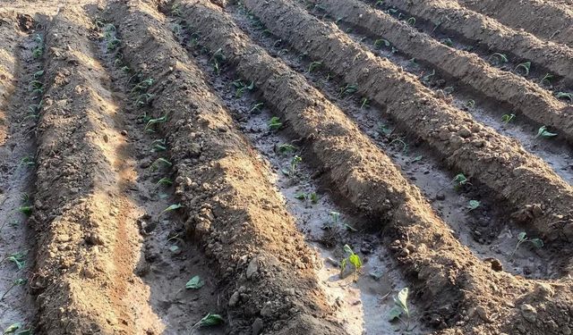 Manisa'daki sebze üretiminde artış