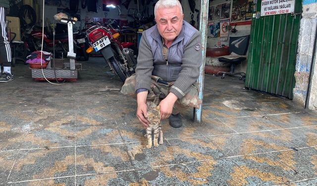 Manisalı esnaftan minik kediye duyarlı davranış