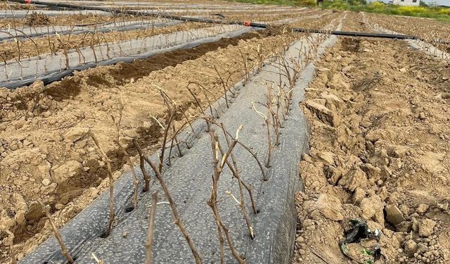 Manisa'da 2 kardeş 10 çeşit üzüm fidanı yetiştiriyor