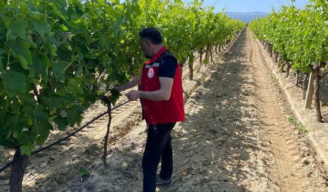 Manisa'daki üzüm bağlarında hasat öncesi pestisit denetimi