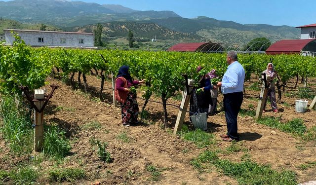 Manisa'da asma yaprağı sezonu açıldı