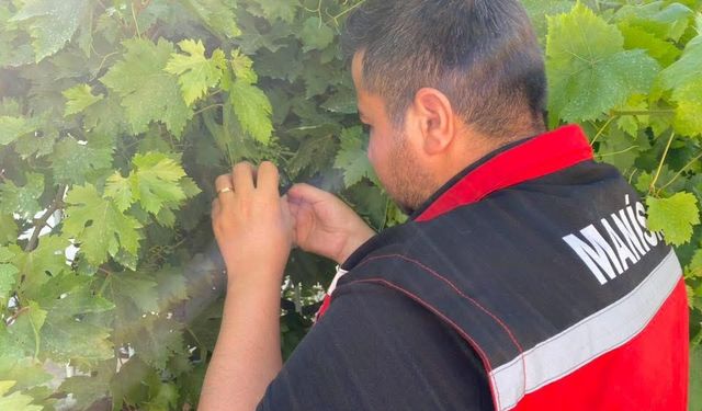 Manisa'da salkım güvesine karşı ilaçlama uyarısı