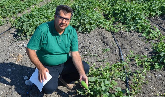Kırkağaç Kavunu tohumları toprakla buluştu