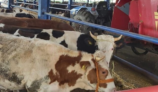 Manisa'daki hayvan pazarları şap hastalığı dolayısıyla kapatıldı