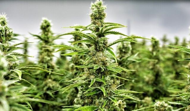 Artık tıbbi kenevir eczanelerde satılabilecek