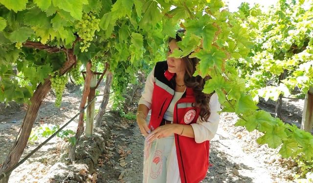 Manisa’da üzüm hasadı başlıyor