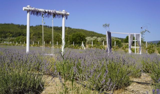 Yunusemre'de lavanta bahçesi ziyaretçilerini bekliyor