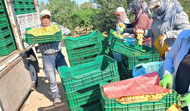 Manisa'da üzüm sezonu başladı