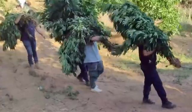 Alaşehir'de yasa dışı kenevir ekimine jandarma darbesi
