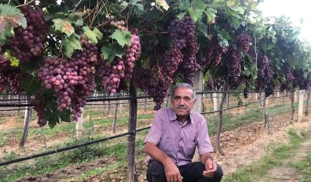 Manisa'da üzüm yevmiyeleri belli oldu