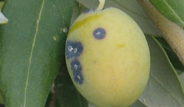 Manisalı üreticilere ‘Zeytin Kabuklu Biti’ uyarısı
