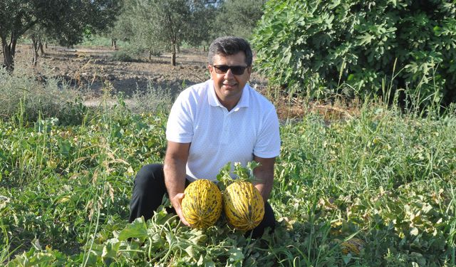 Kırkağaç Kavunu AB’den tescil aldı