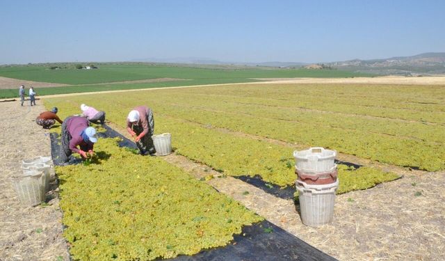 Manisa'da erkenci üzümde kurutma işlemleri başladı
