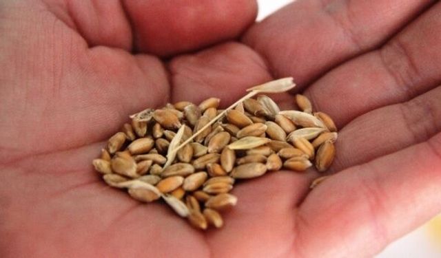 Manisa Büyükşehir Belediyesi'nden tohum desteği