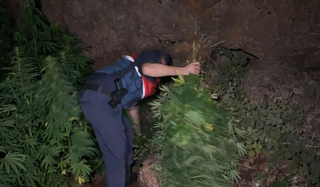 Manisa'da 167 kök kenevir ele geçirildi