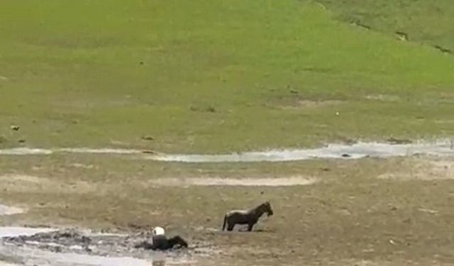 Katırlarını kurtarmak isterken kendisi de battı