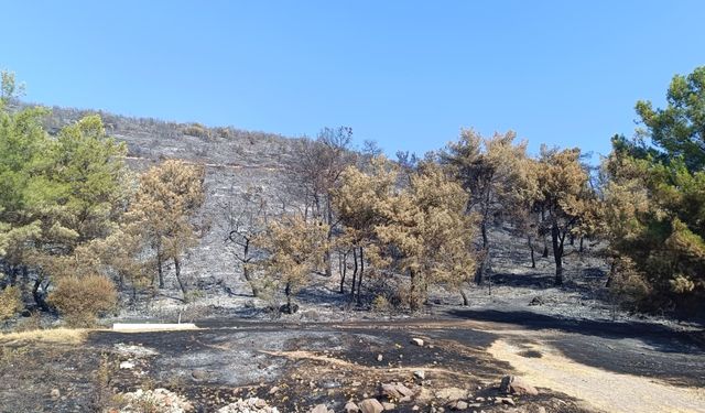 Şehzadeler'deki yangınla ilgili bir kişi tutuklandı