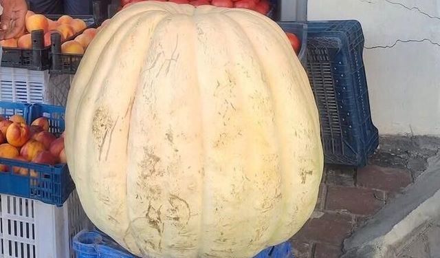 Manisa'da 85 kiloluk devasa bal kabağı