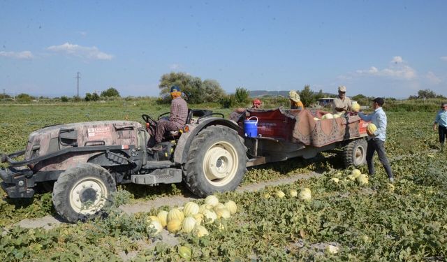 Kırkağaç kavununda hasat zamanı