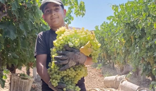 Manisa'da 7 kiloluk üzüm salkımı