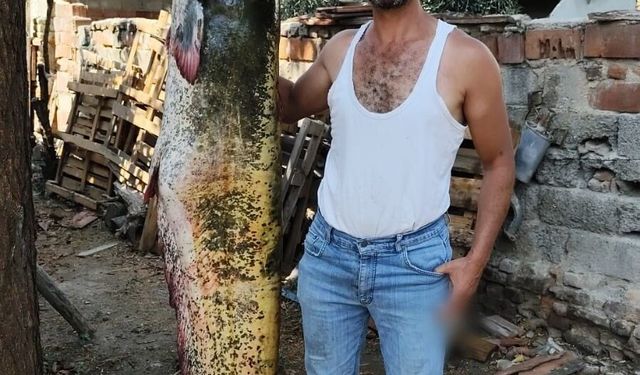 Manisa'da 2 metrelik dev balık yakalandı