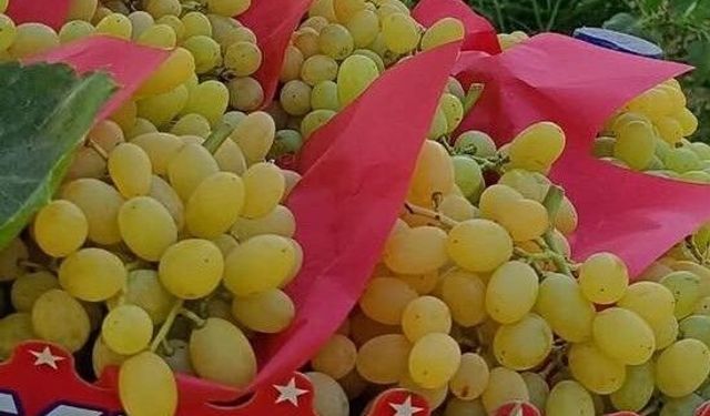 Manisa'da üzüm hasadı yoğun şekilde devam ediyor