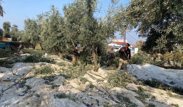 Zeytinde bu yıl rekolte düşük ama kalite yüksek