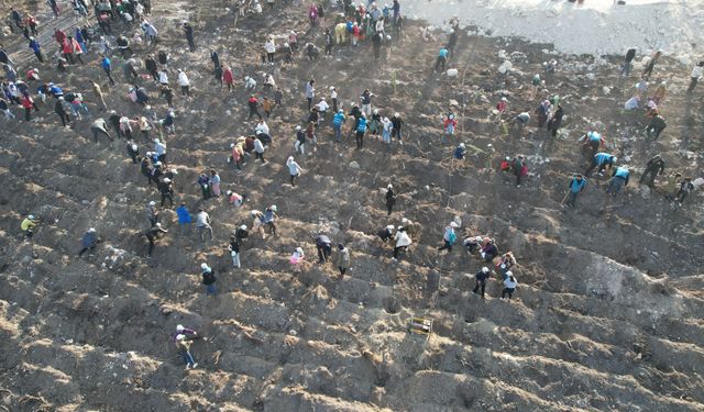 Manisa'da binlerce fidan toprakla buluşacak