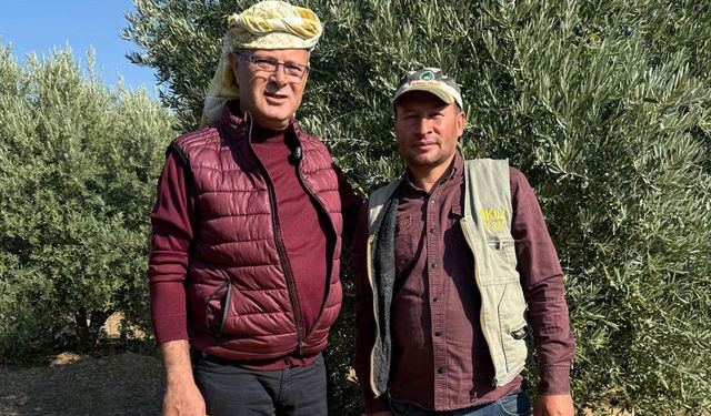 Başkan Öküzcüoğlu zeytin hasadına katıldı