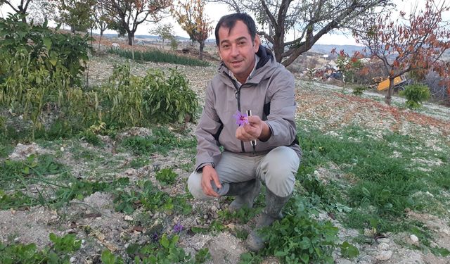 Manisa'da safran bitkisi yetiştirildi