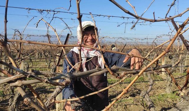 Manisa'da bağ budama ücretleri belli oldu