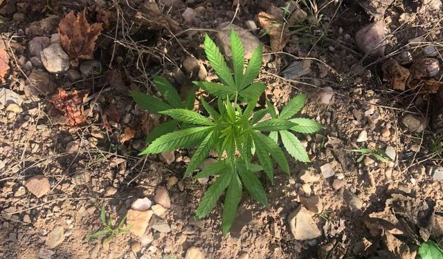 Manisa'da üzüm bağında kenevir ele geçirildi