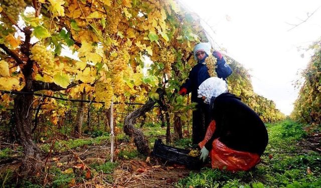 Kış ayına rağmen Manisa'da üzüm hasadı devam ediyor