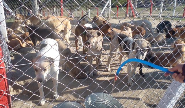 Sarıalan’da neler oluyor?