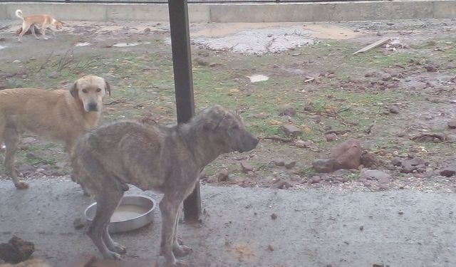 Seren Serengil’den Sarıalan’a destek: 3 köpeği sahiplendi