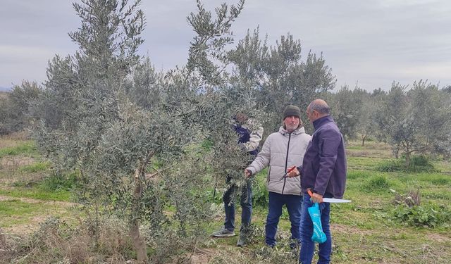 Manisa'da zeytin budama kursu başlıyor