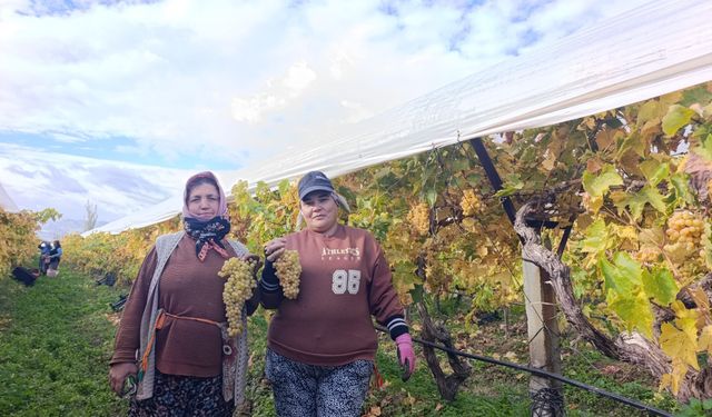 Aralık ayında üzüm hasadı sürüyor