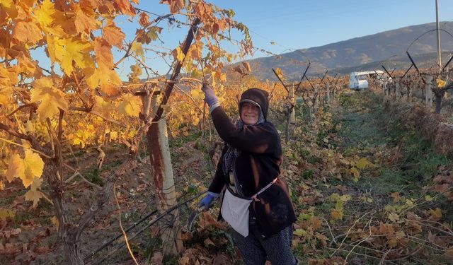 Manisa bağlarında kadın emeği