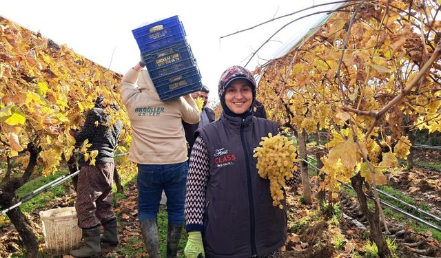 Yeni yıl üzümleri Manisa'dan yola çıktı