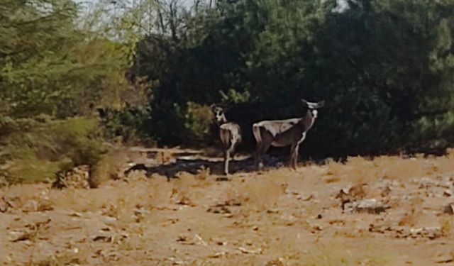 Spil Dağı'nda kızıl geyikler yeniden görüntülendi