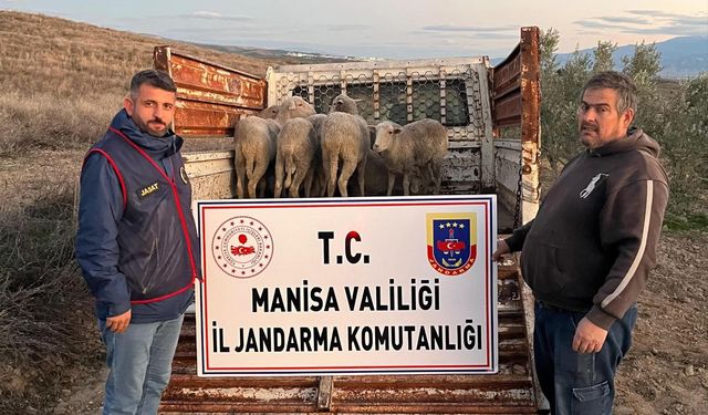 Manisa'da çalınan koyunları jandarma buldu