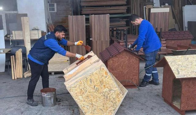 Sarıalan’daki köpekler için Besim Başkan harekete geçti